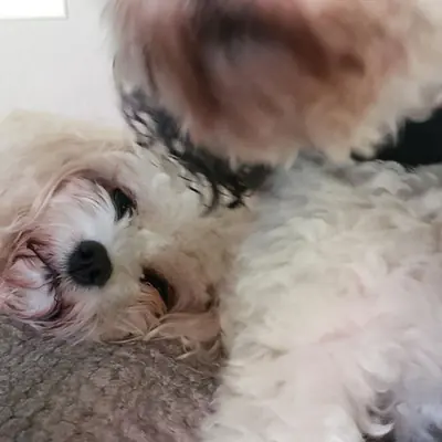 Pet at Pawsitive Pets