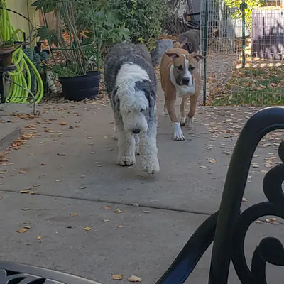 Pet at Pawsitive Pets