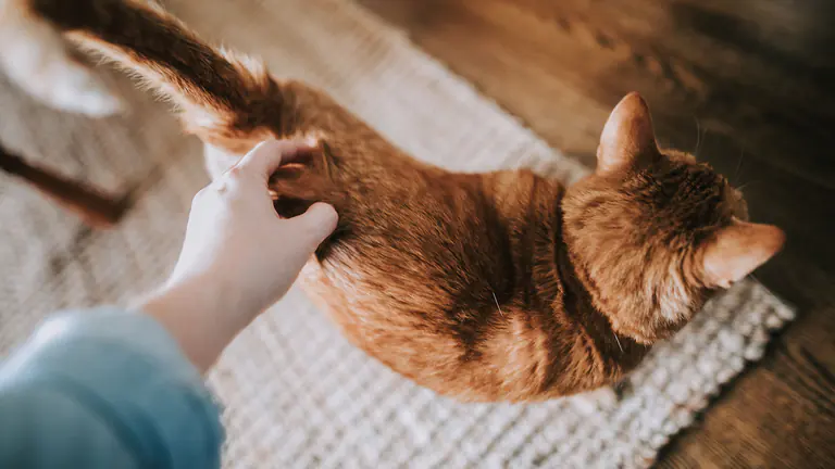 Caressing a Cat