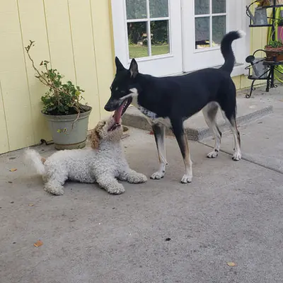 Happy pet at Pawsitive Pets