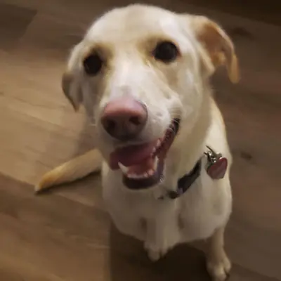 Happy pet at Pawsitive Pets