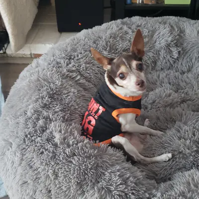 Happy pet at Pawsitive Pets