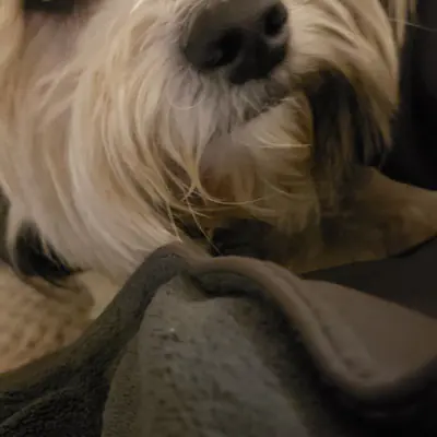Happy pet at Pawsitive Pets