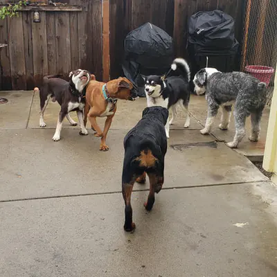 Happy pet at Pawsitive Pets