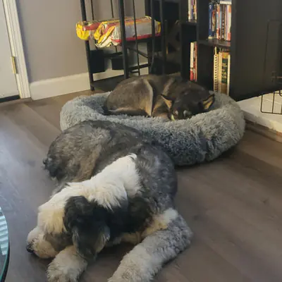 Happy pet at Pawsitive Pets
