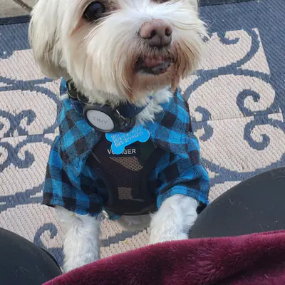 Happy pet at Pawsitive Pets